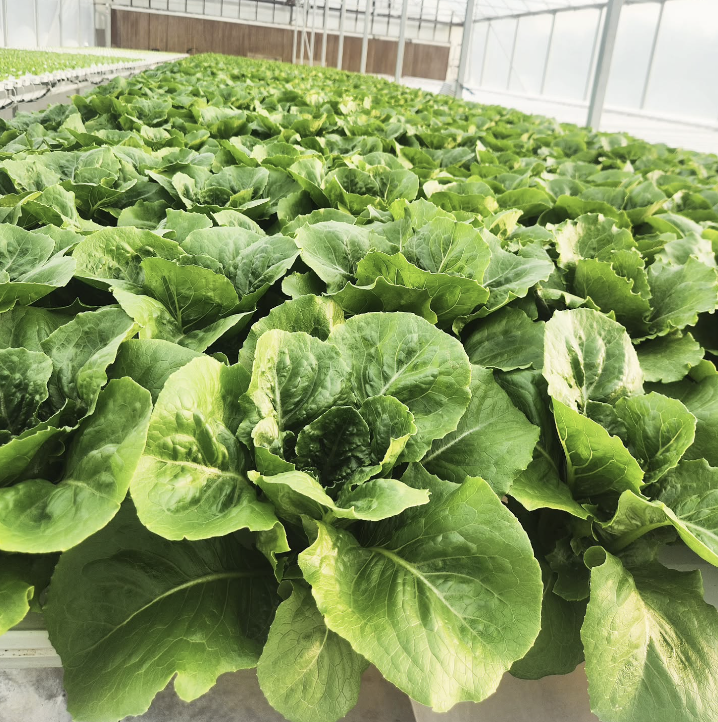 WORKSHOP: How to Harvest, Pack, and Deliver your Products for Wholesale vs. Retail 