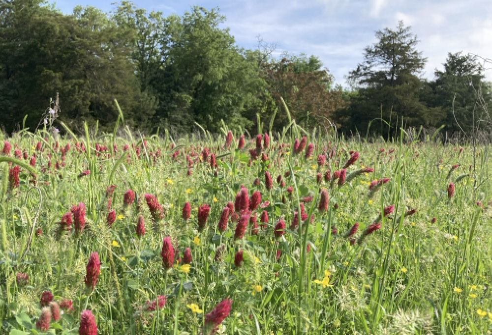 RESOURCE: The Periodic Table of Cover Crops