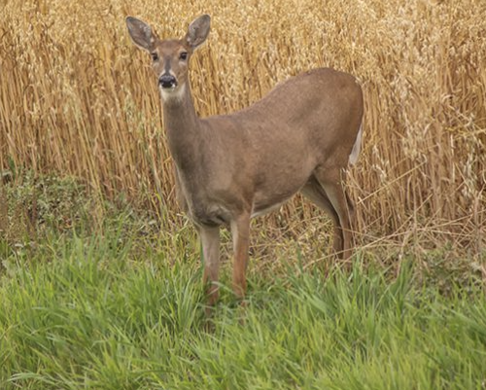 SURVEY: Deer Damage to Row Crops