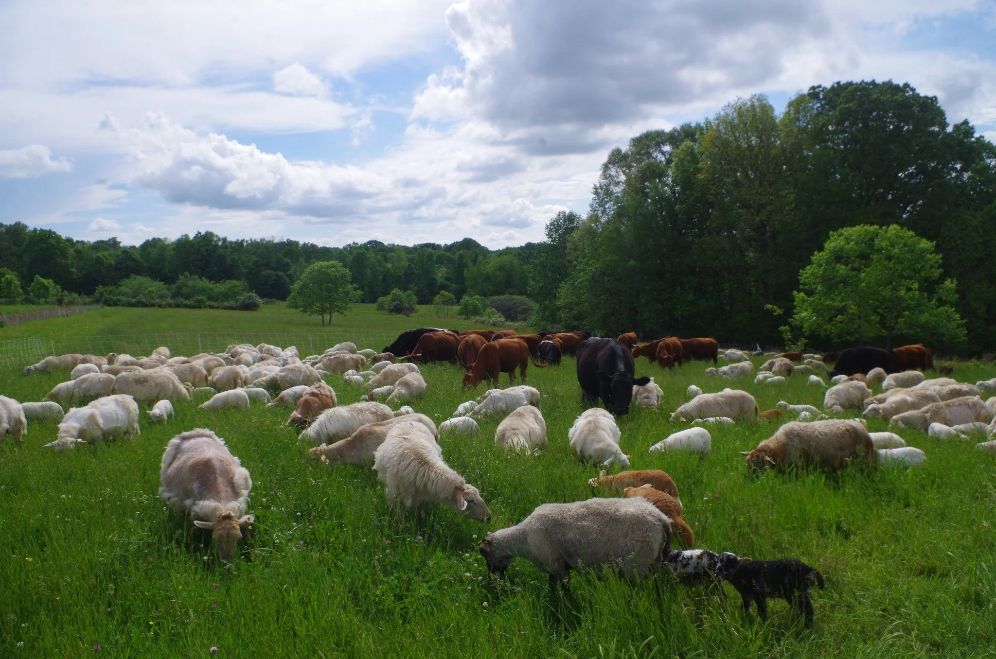 WEBINAR: Sustainable Animal Husbandry &amp; Fiber Farming with Bugtussle Farm - 2 Part Series