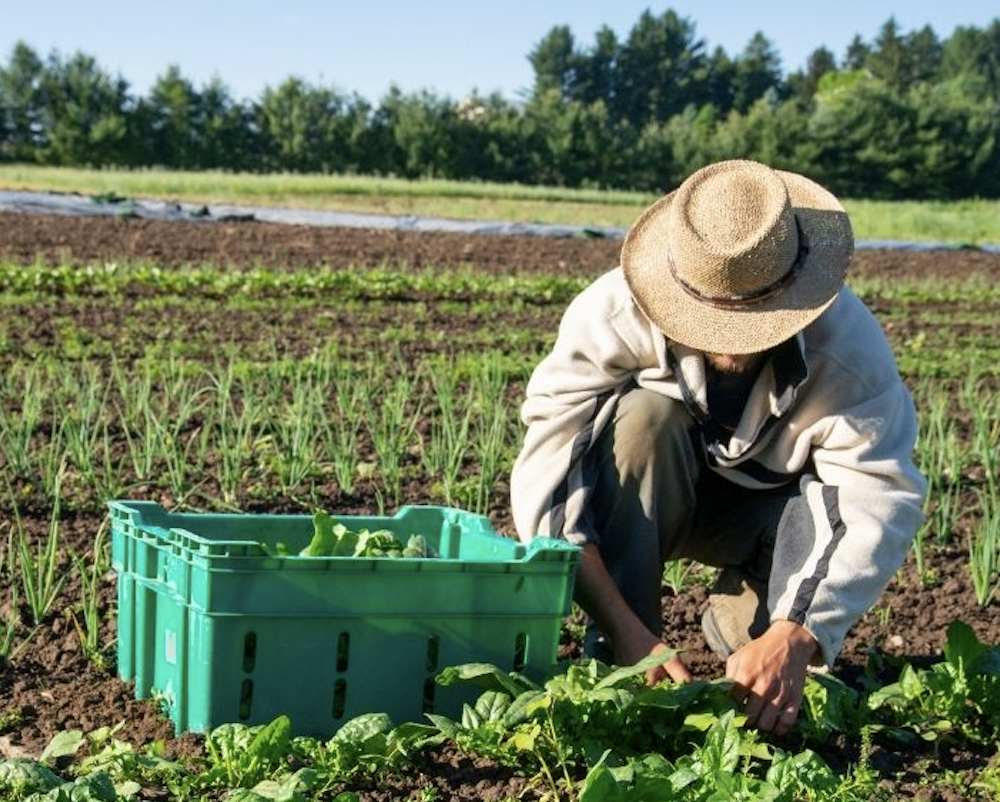 Organic Market Report Shows Strong Growth