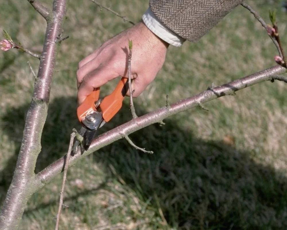Annual Fruit Tree/Shrub Pruning Field Day