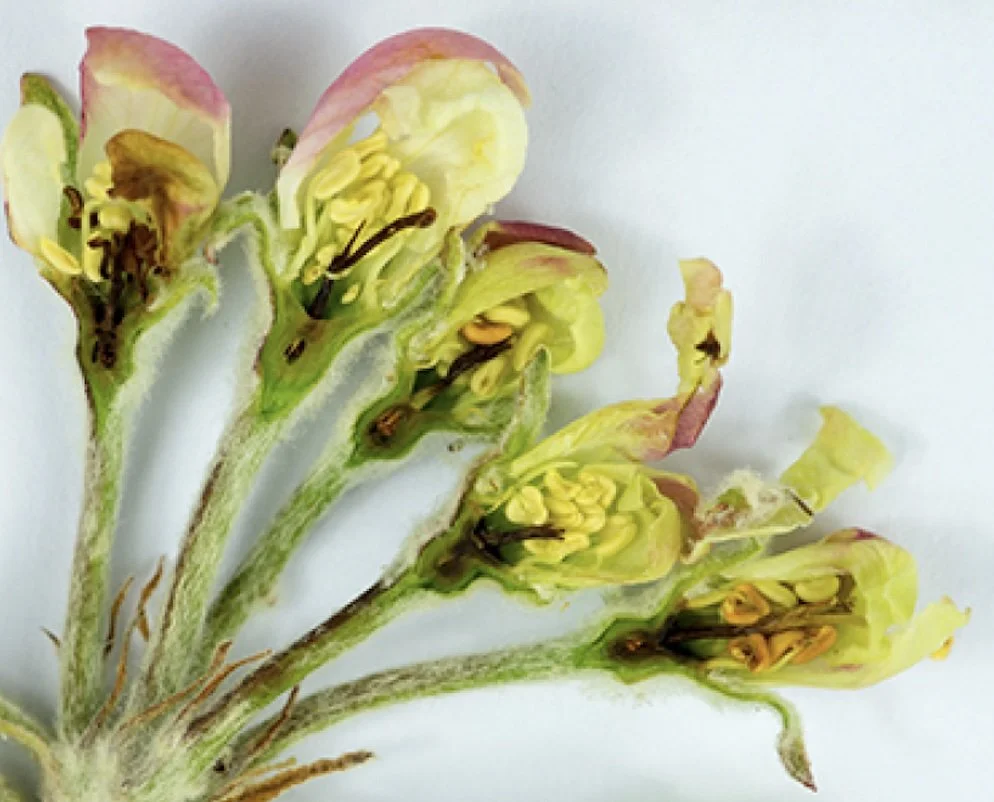 Accessing Cold Damage to Fruit Buds