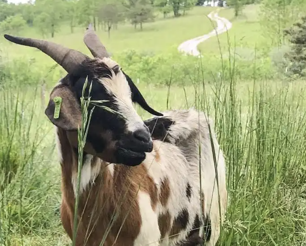 CRAFT Farm Tour: Diversified Silvopasture at Solace Farm 