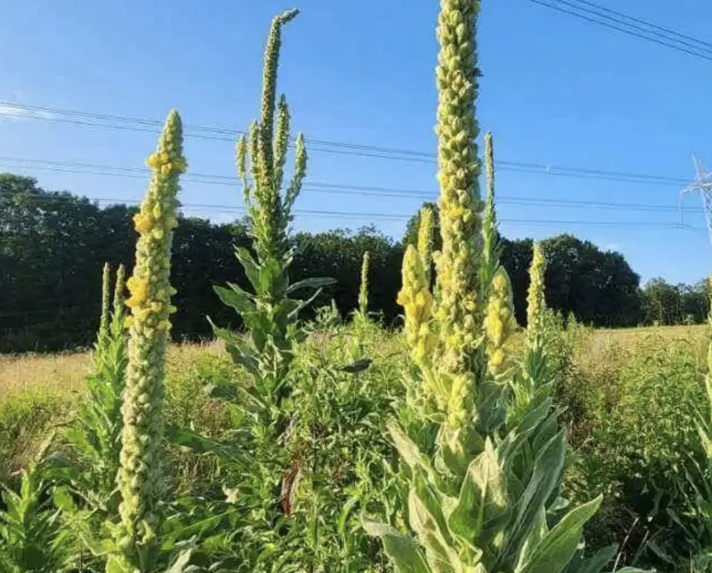 CRAFT Farm Tour with ASD - Medicinal Herb Farming