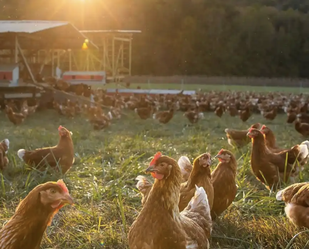 CRAFT Farm Tour with ASD - Poultry & Sheep Silvopasture