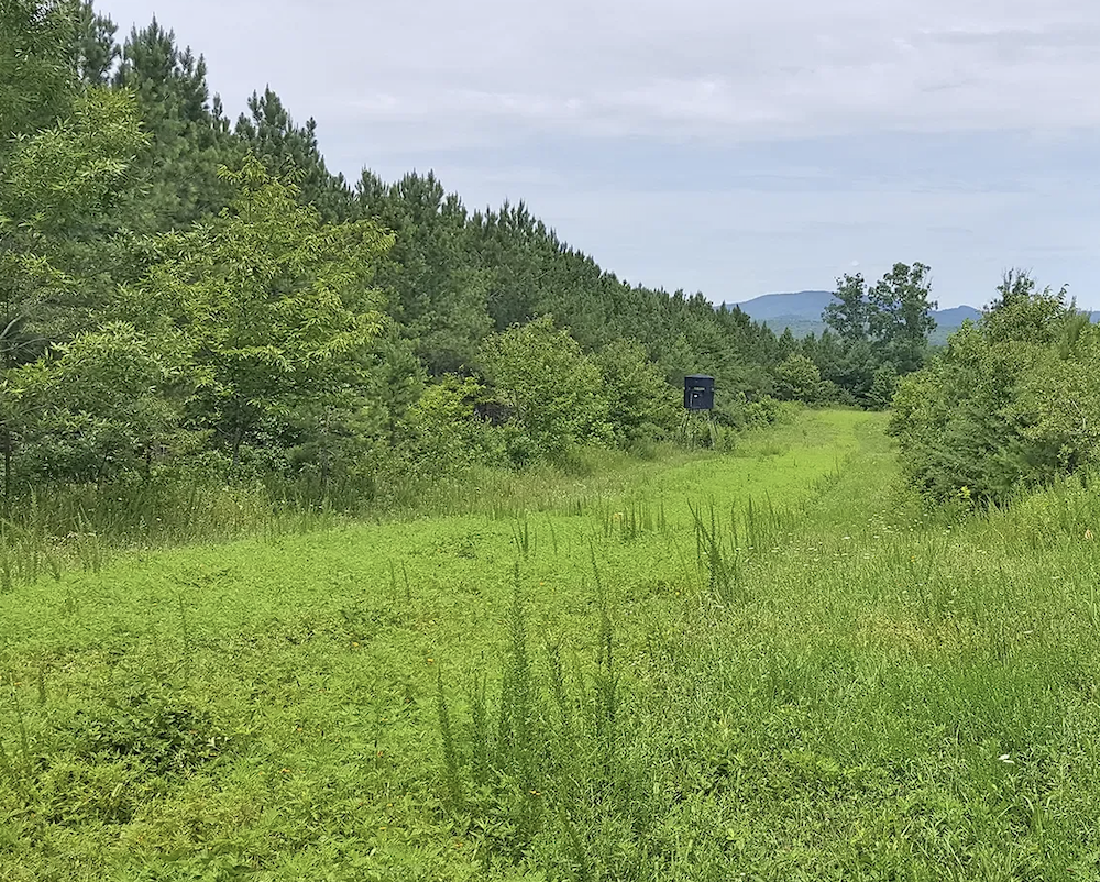 Establishing Agroforesty on Your Farm