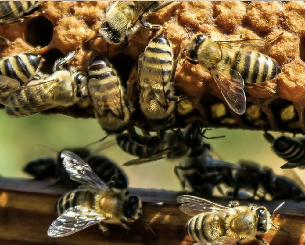 Advanced Beekeeping: Queen Rearing - Knox Co.