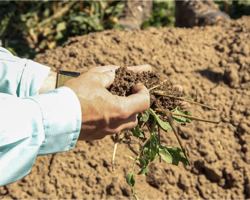 ACS Expands National Partnerships to Advance Sustainable Agriculture