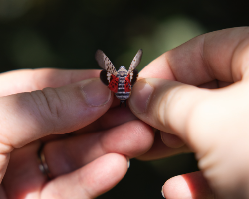 Keeping an Eye Out for Spotted Lanternfly Nymphs