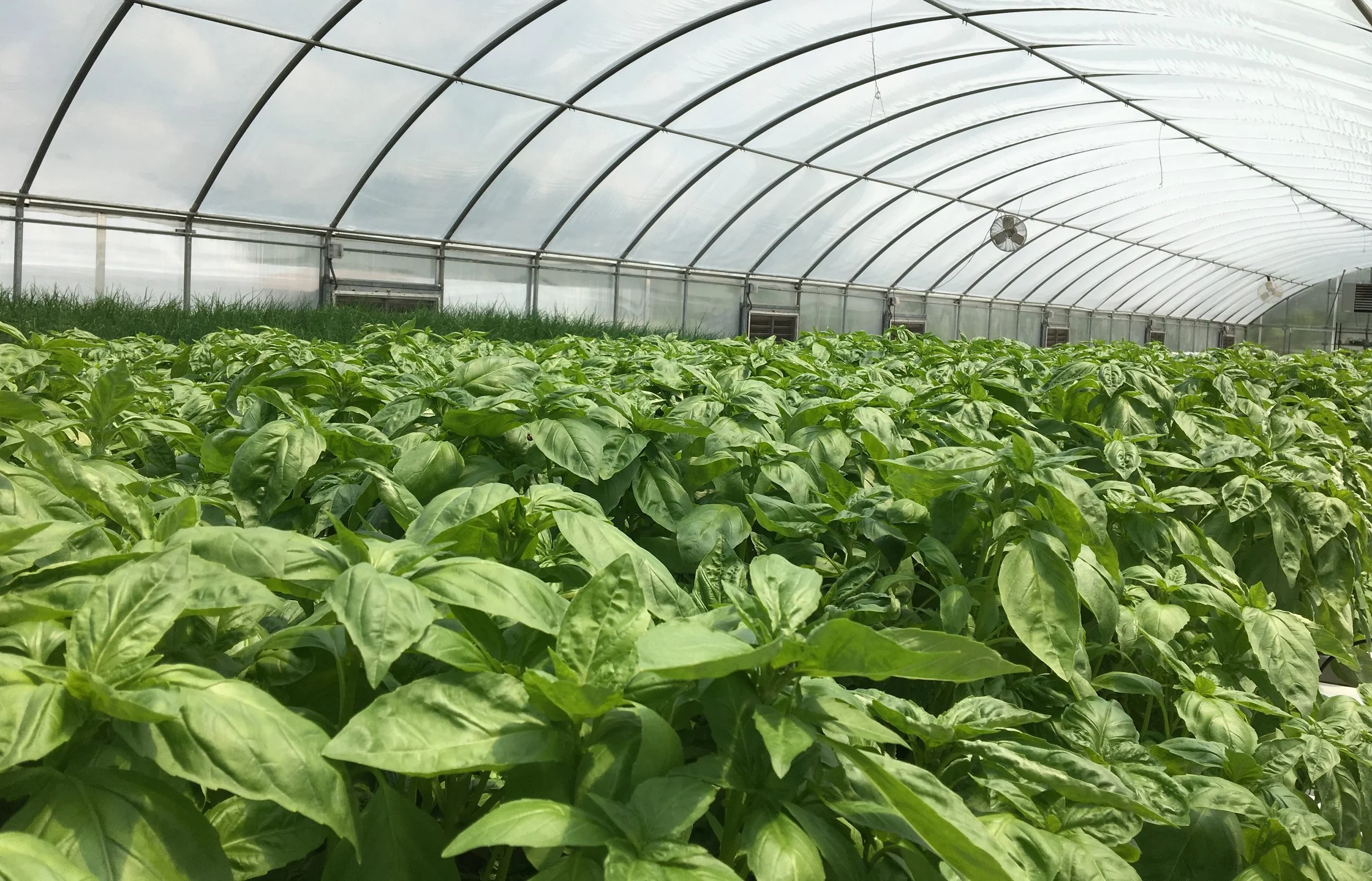 From Field to Market: Exploring Culinary Herb Production and Wholesale Opportunities