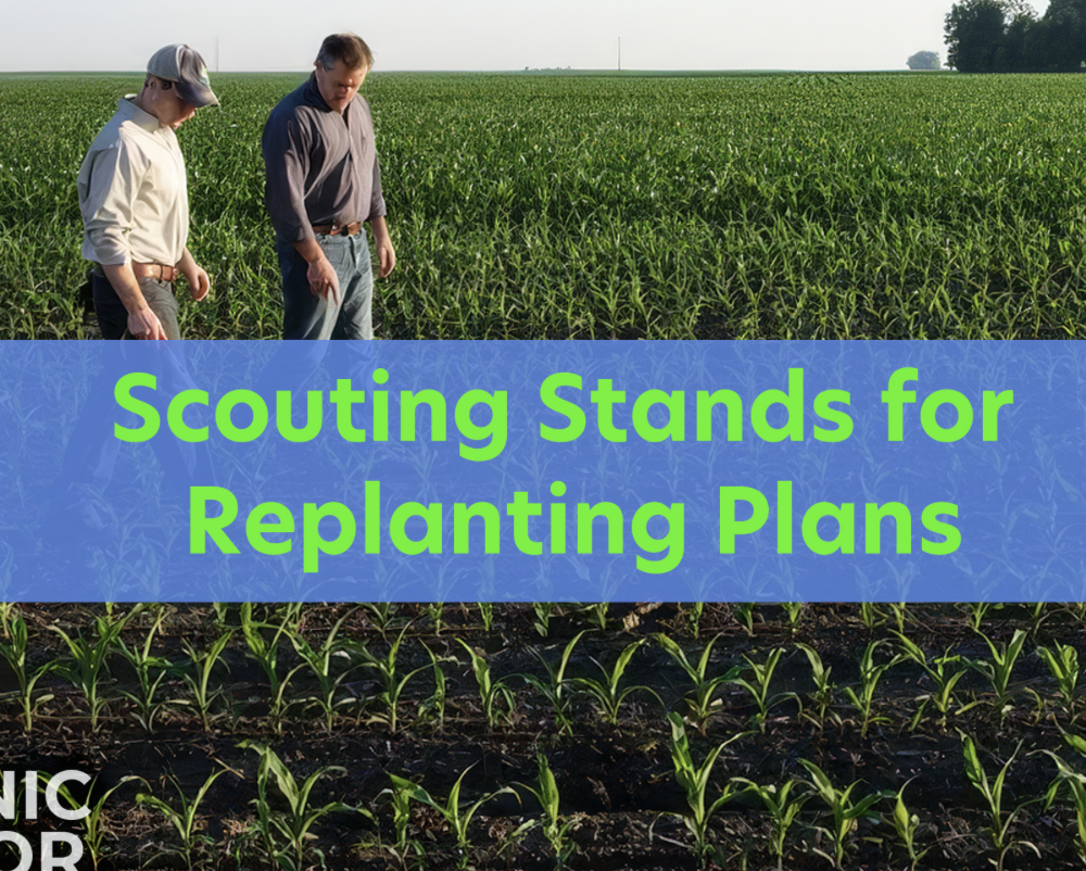 WEBINAR: Scouting Stands for Replanting Plans