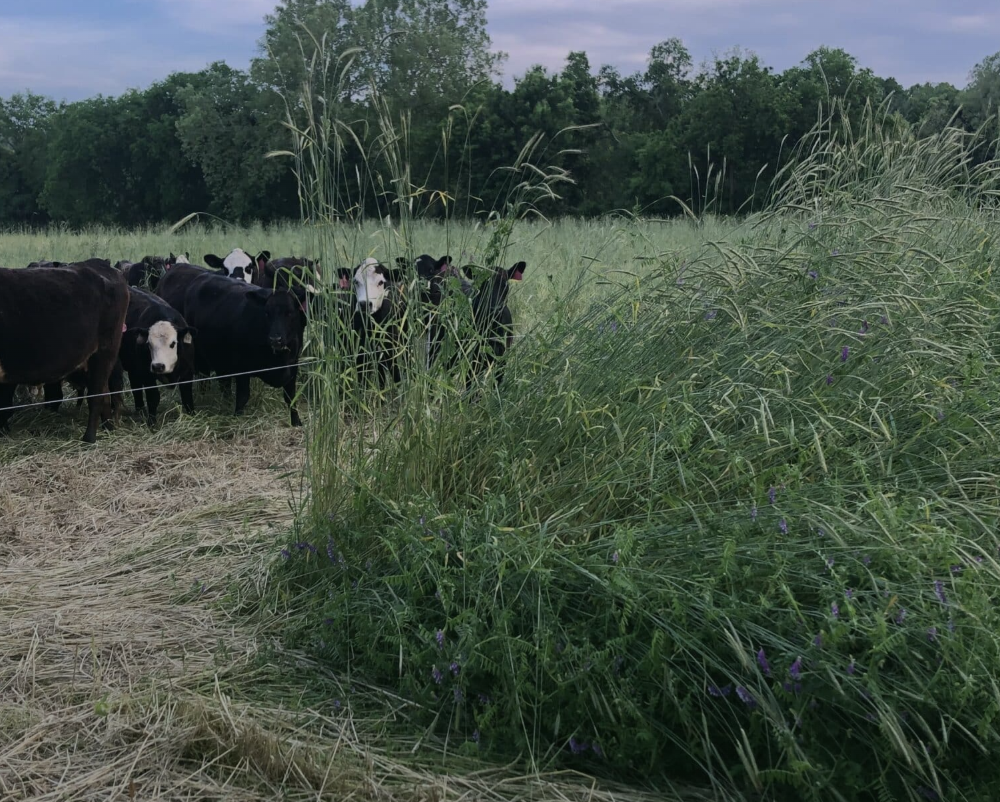 Using Livestock to Increase Cover Crop Profitability