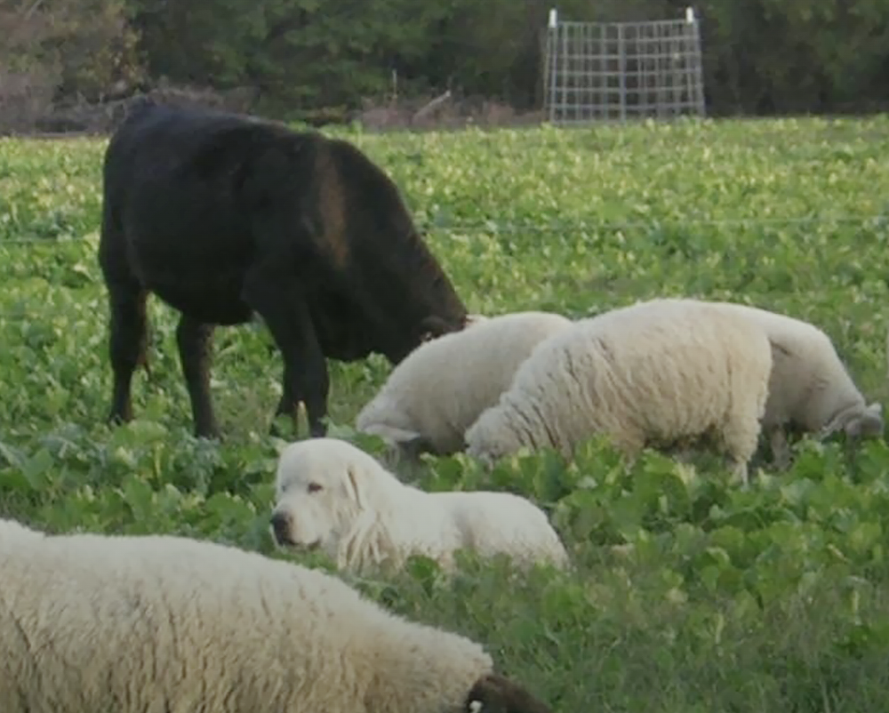WEBINAR: Livestock 101- Organic Livestock Production
