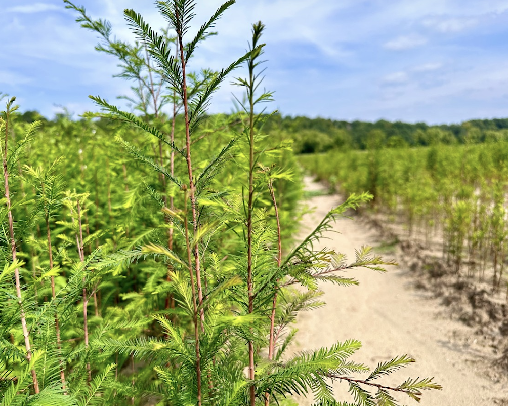 ORDER: Tree Seedlings from the Division of Forestry Nursery
