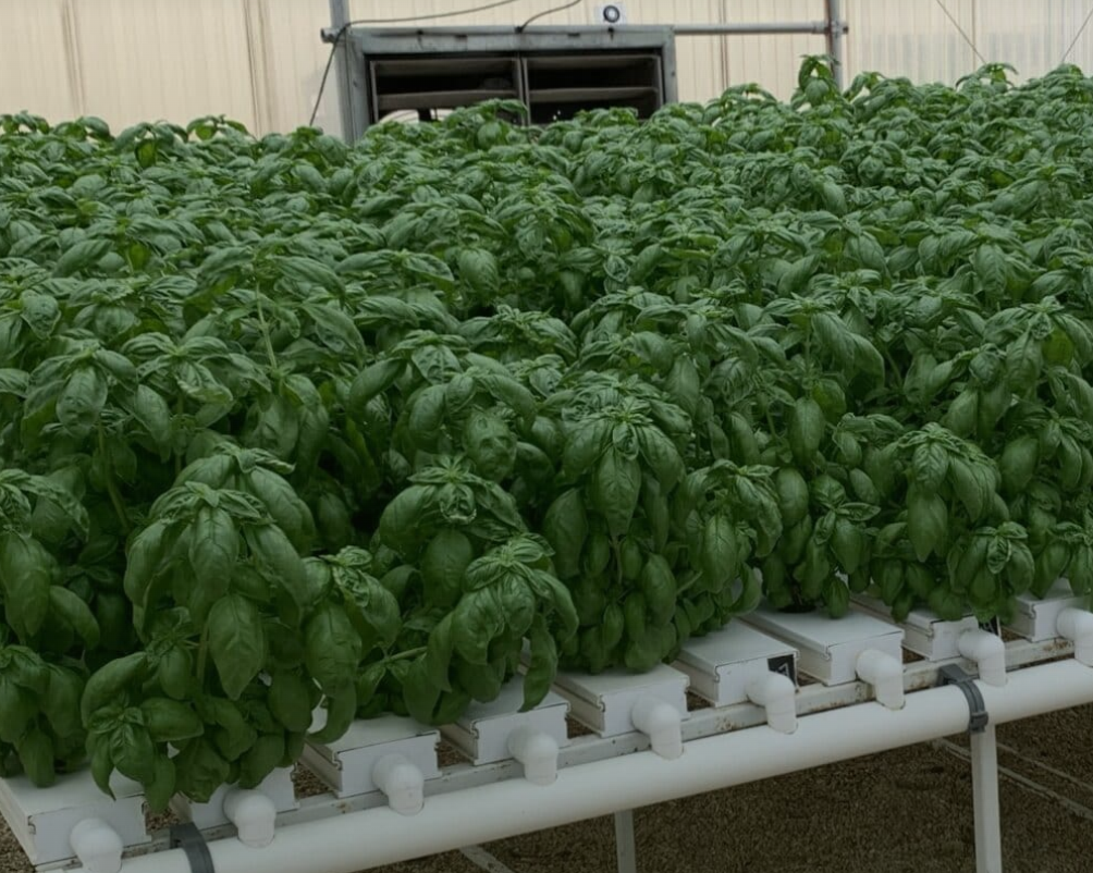 Armed to Farm Mission Ready Training: Hydroponics - KY