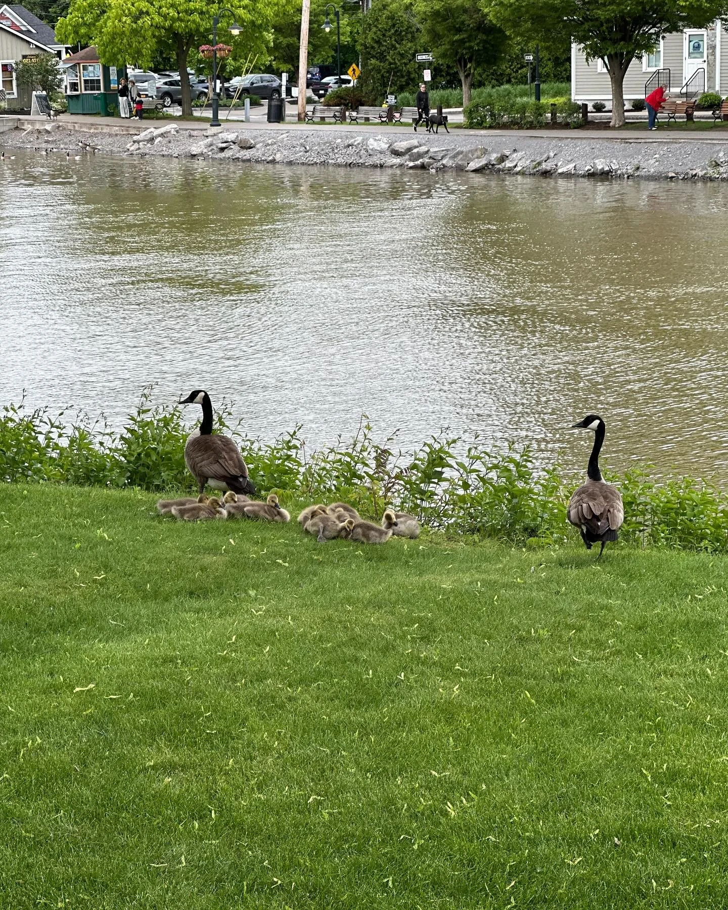 Next generation of office geese has arrived!