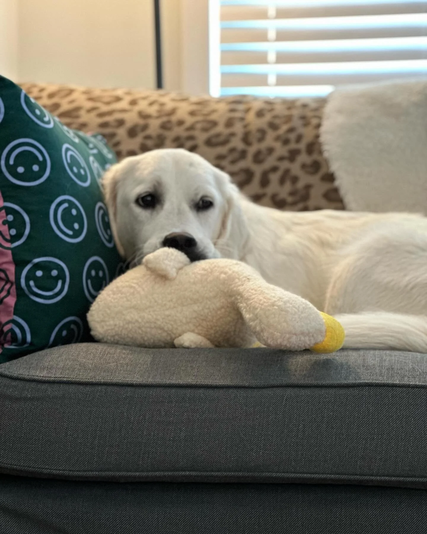 Pepper Walsh had some big feels to discuss&hellip; 

#eatingdisorderrecovery #eatingdisorderprevention #eatingdisorderawareness #diseaseofdisconnection#eatingdisordersupport  #connection #eatingdisorder #attachment #gototherapy #takeupspace #bodyahim