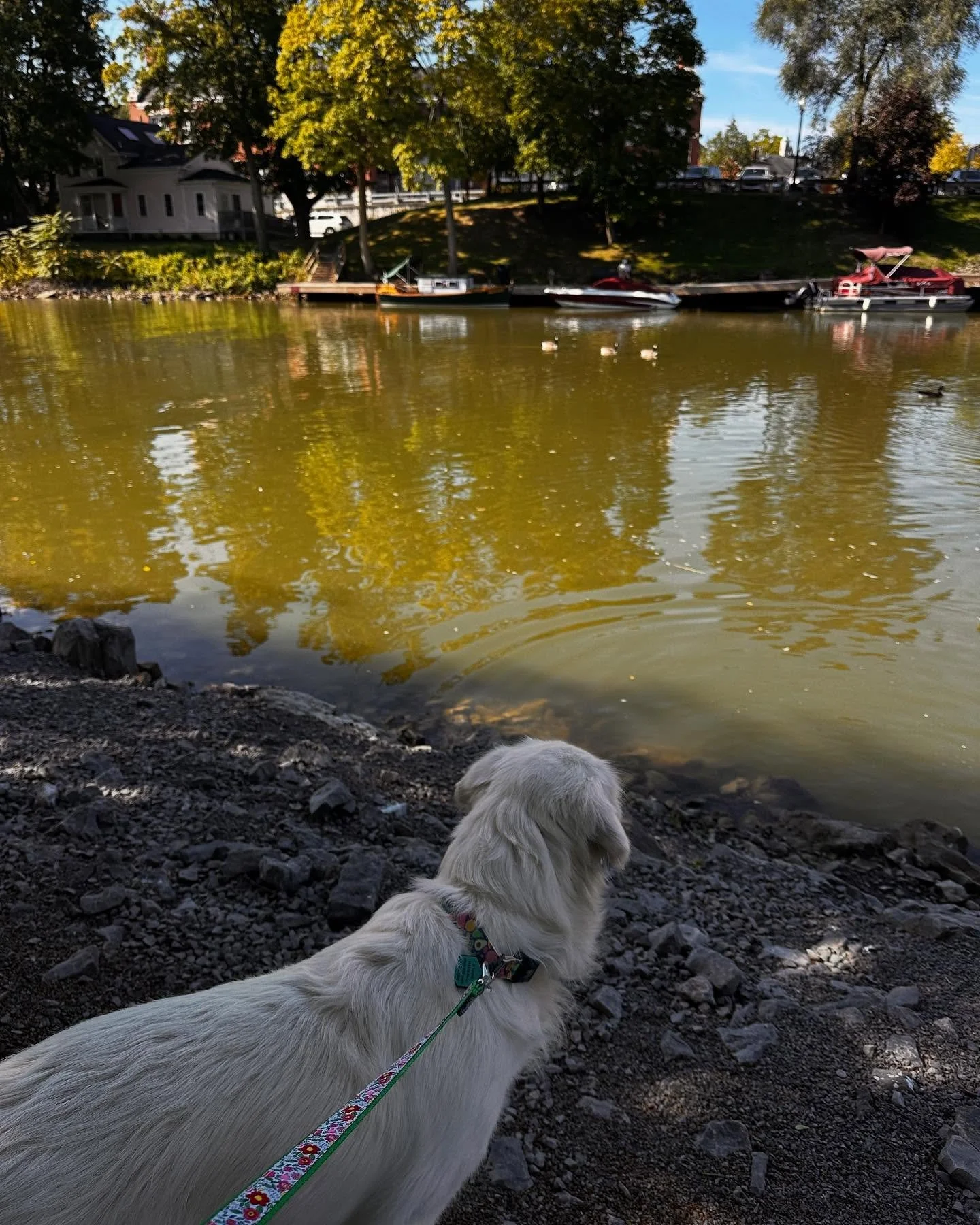 Getting a look at those ducks from the other side of the canal today 

#eatingdisorderrecovery #eatingdisorderawareness #diseaseofdisconnection#eatingdisordersupport  #anorexiarecovery #bulimiarecovery #bedrecovery #connection #eatingdisorder #attach