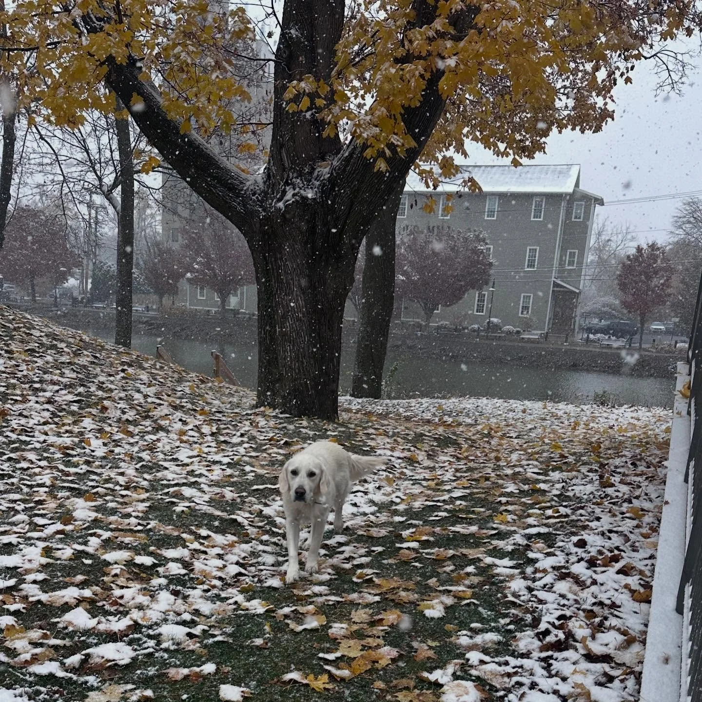 Snow in Pittsford this week! Pepper Walsh approves! 

#eatingdisorderrecovery #eatingdisorderawareness #diseaseofdisconnection#eatingdisordersupport  #anorexiarecovery #bulimiarecovery #bedrecovery #connection #eatingdisorder #attachment #gototherapy