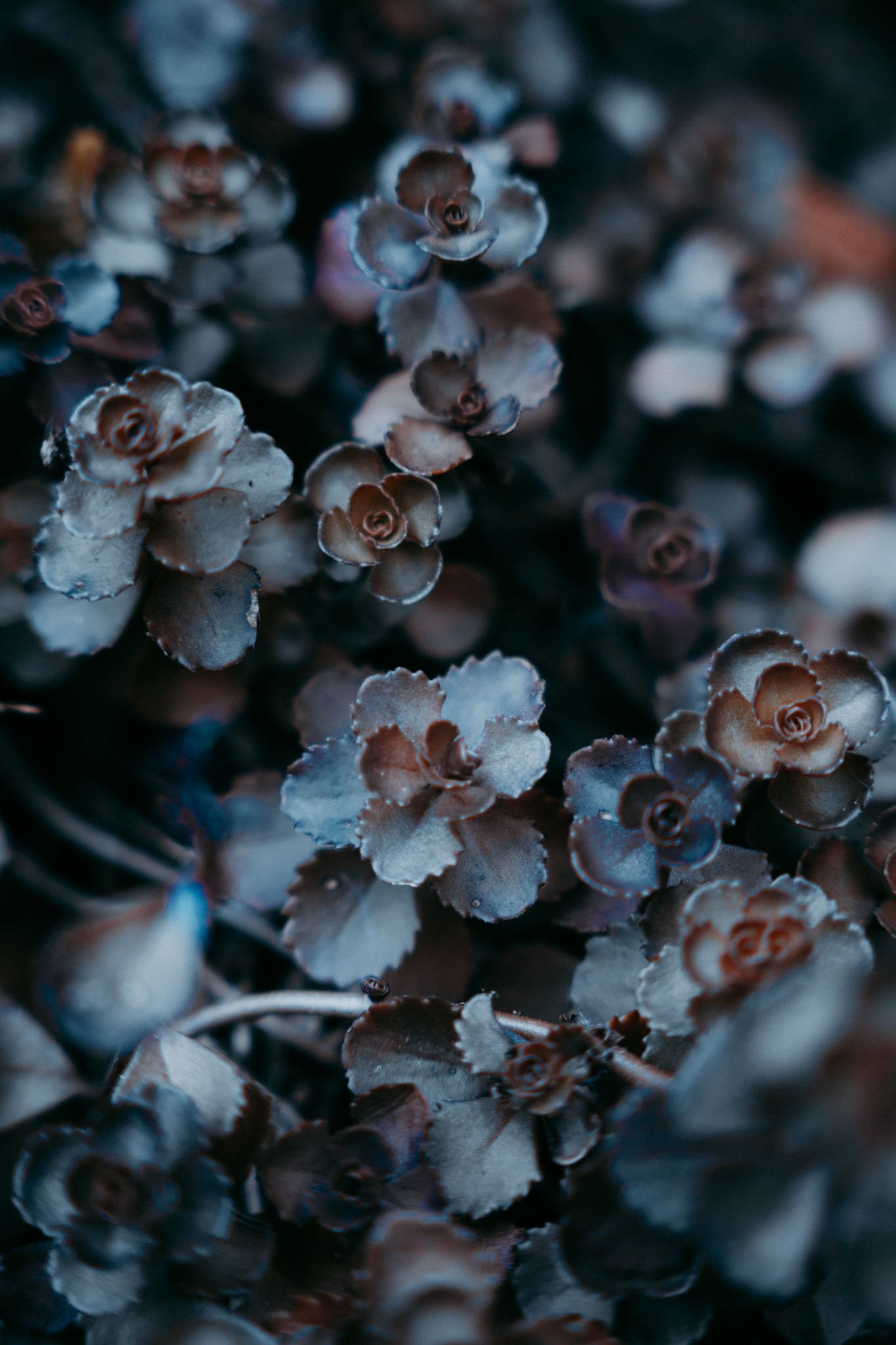 autumn-garden-01.jpg