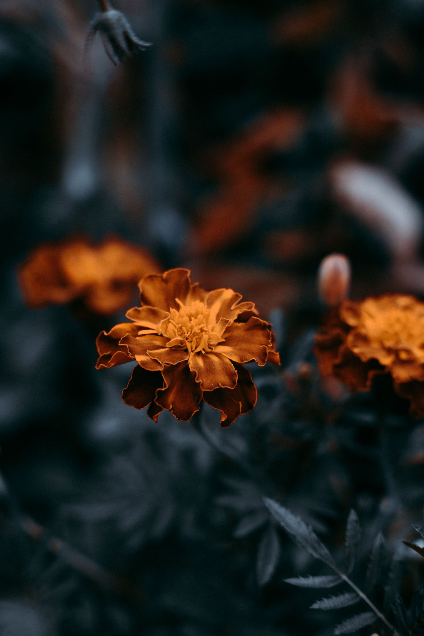 autumn-garden-07.jpg