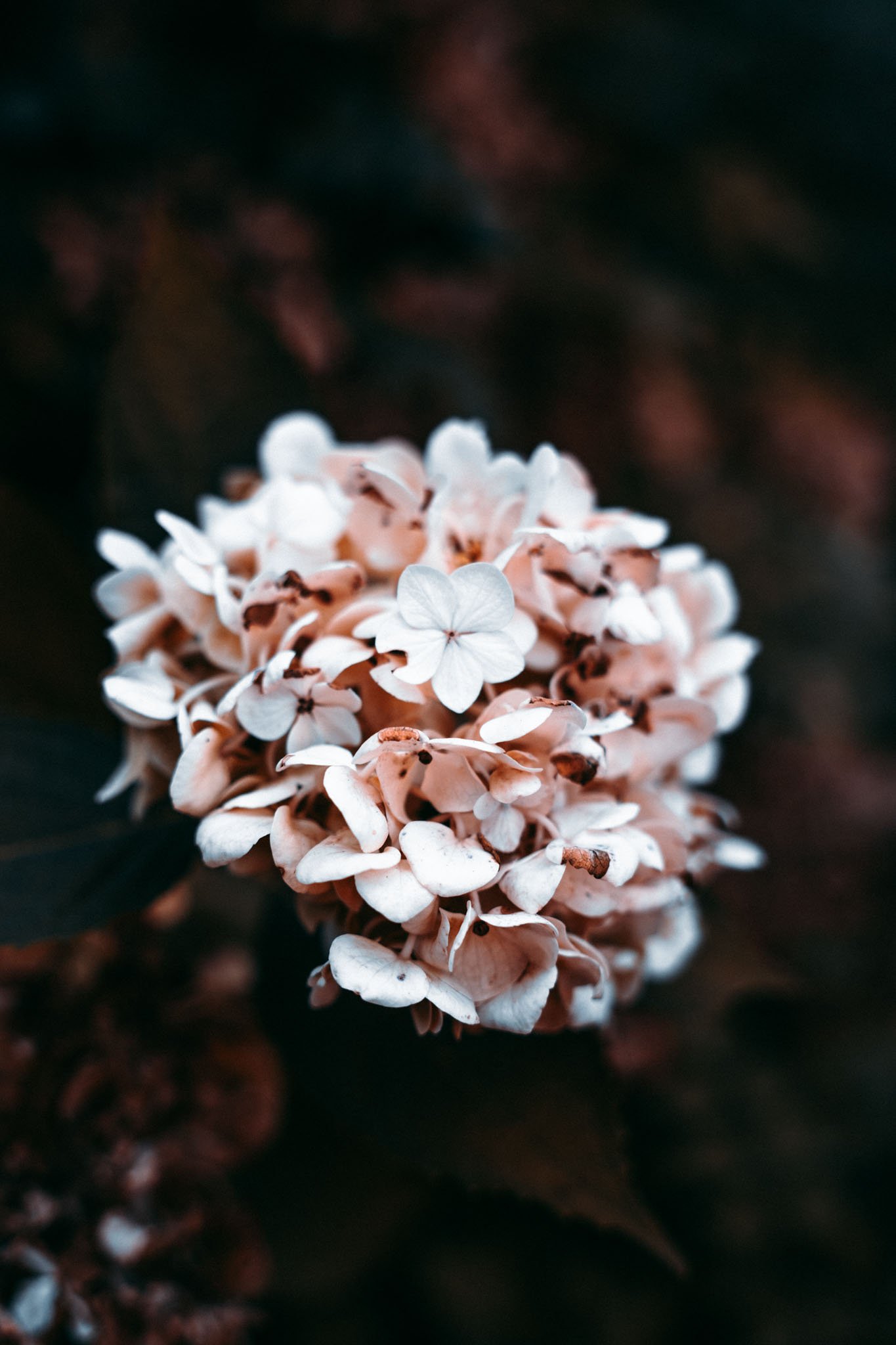 autumn-garden-13.jpg