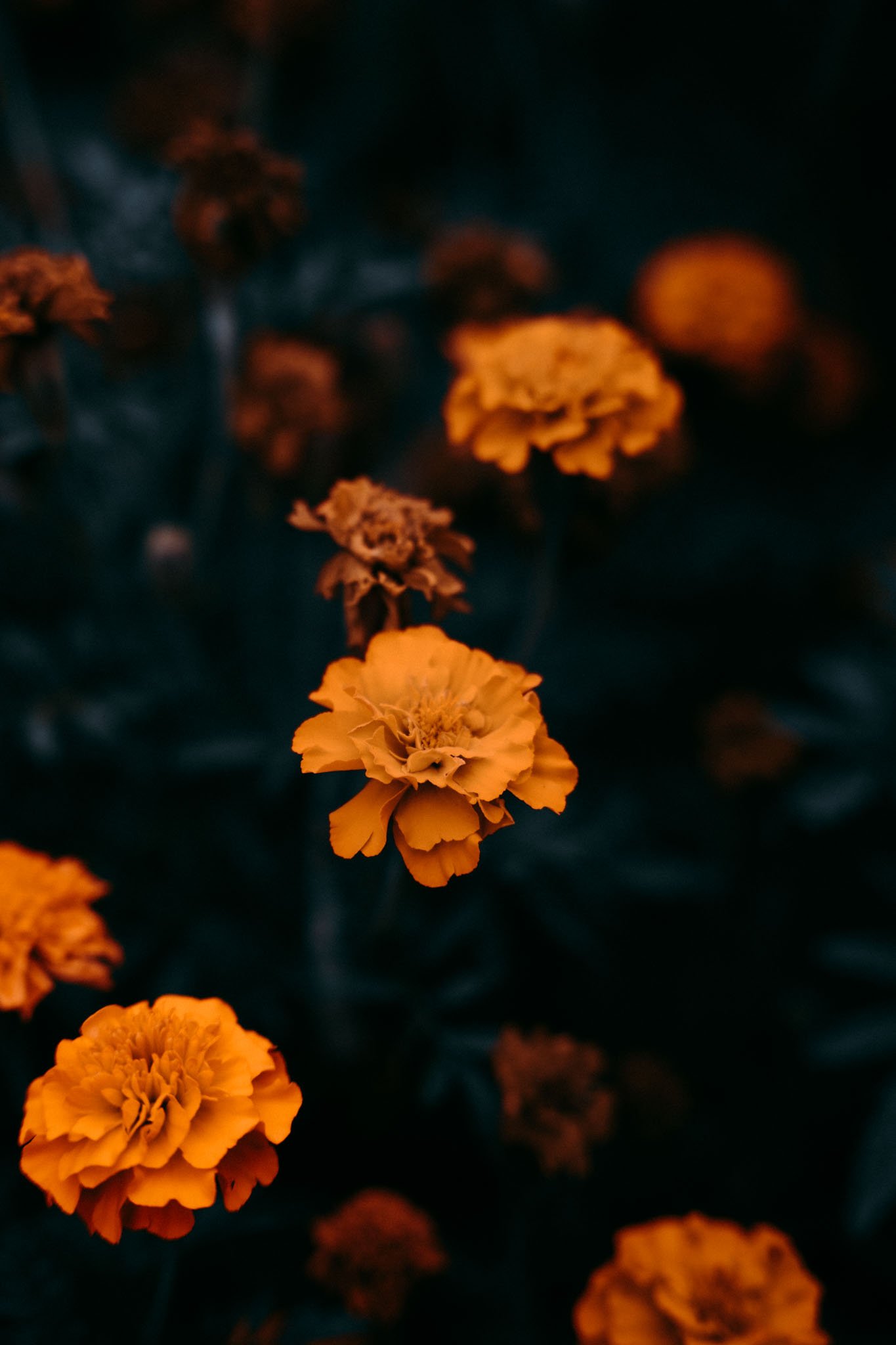 autumn-garden-05.jpg