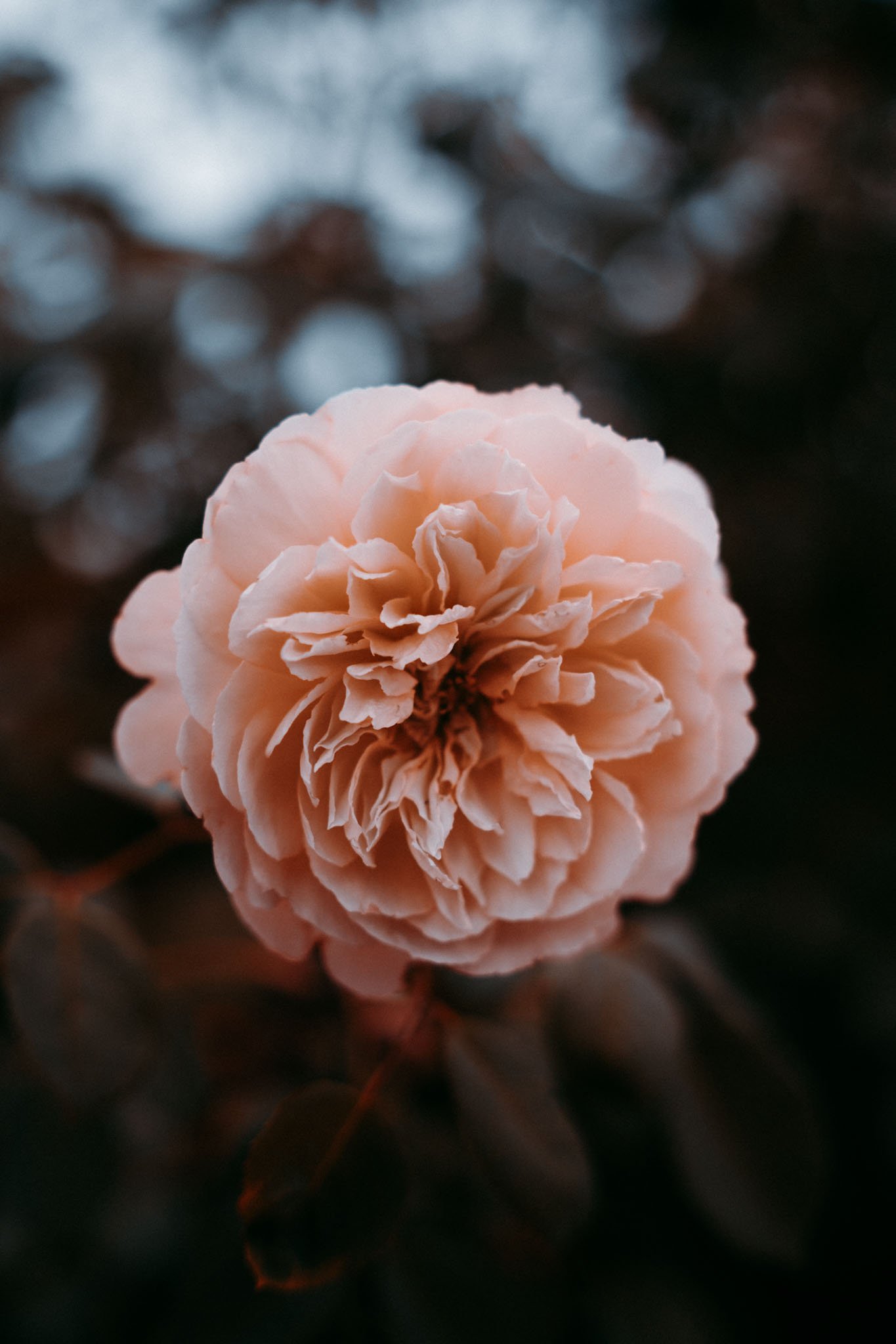 autumn-garden-03.jpg