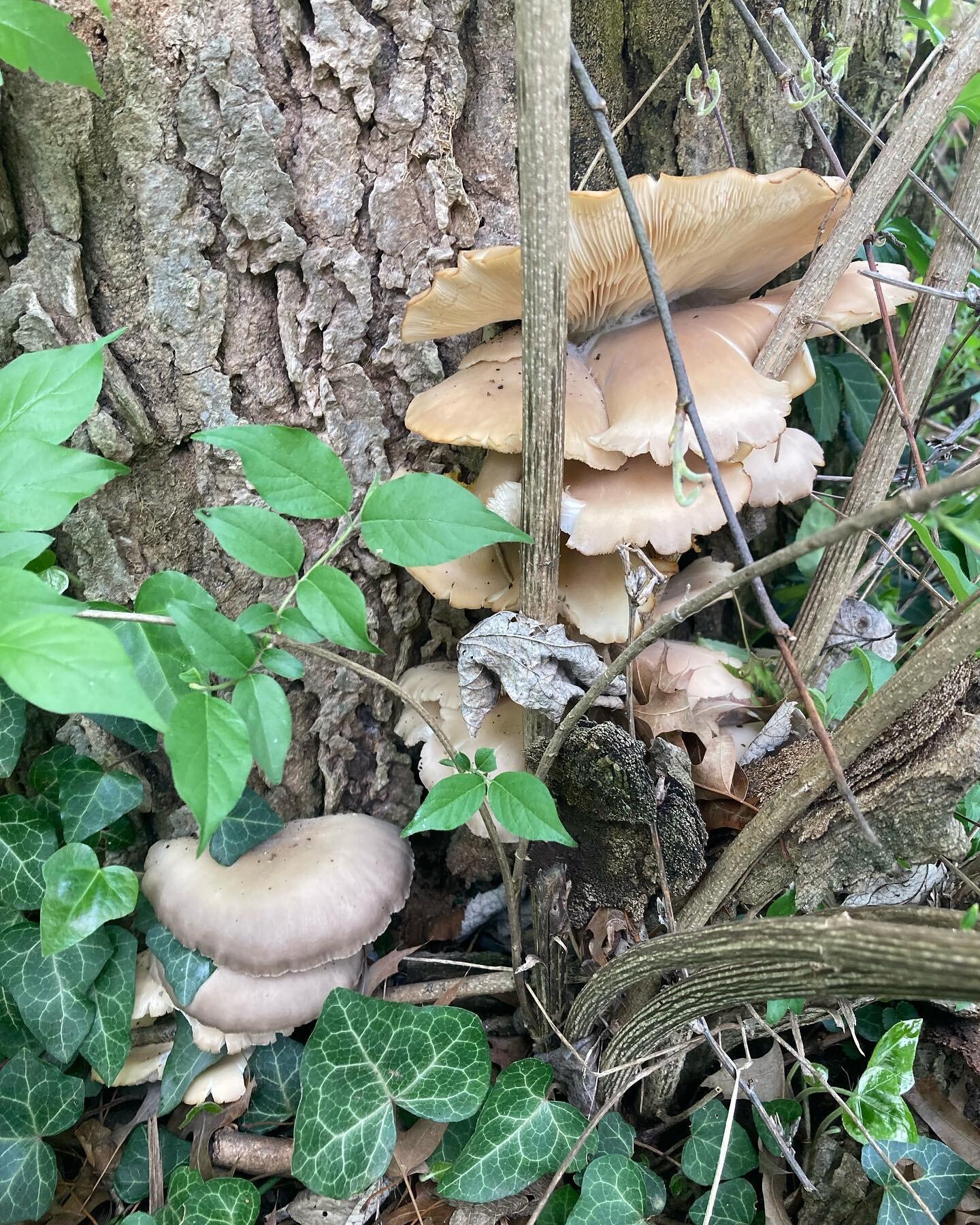 Some Sunday 🍄🍄 inspiration! This time of the year always fuels me so much creatively&hellip; I mean, look at these tiny slimy beings that literally turn death back into life?? Someone beat me to  my morel spot this year, but this beautiful oyster f