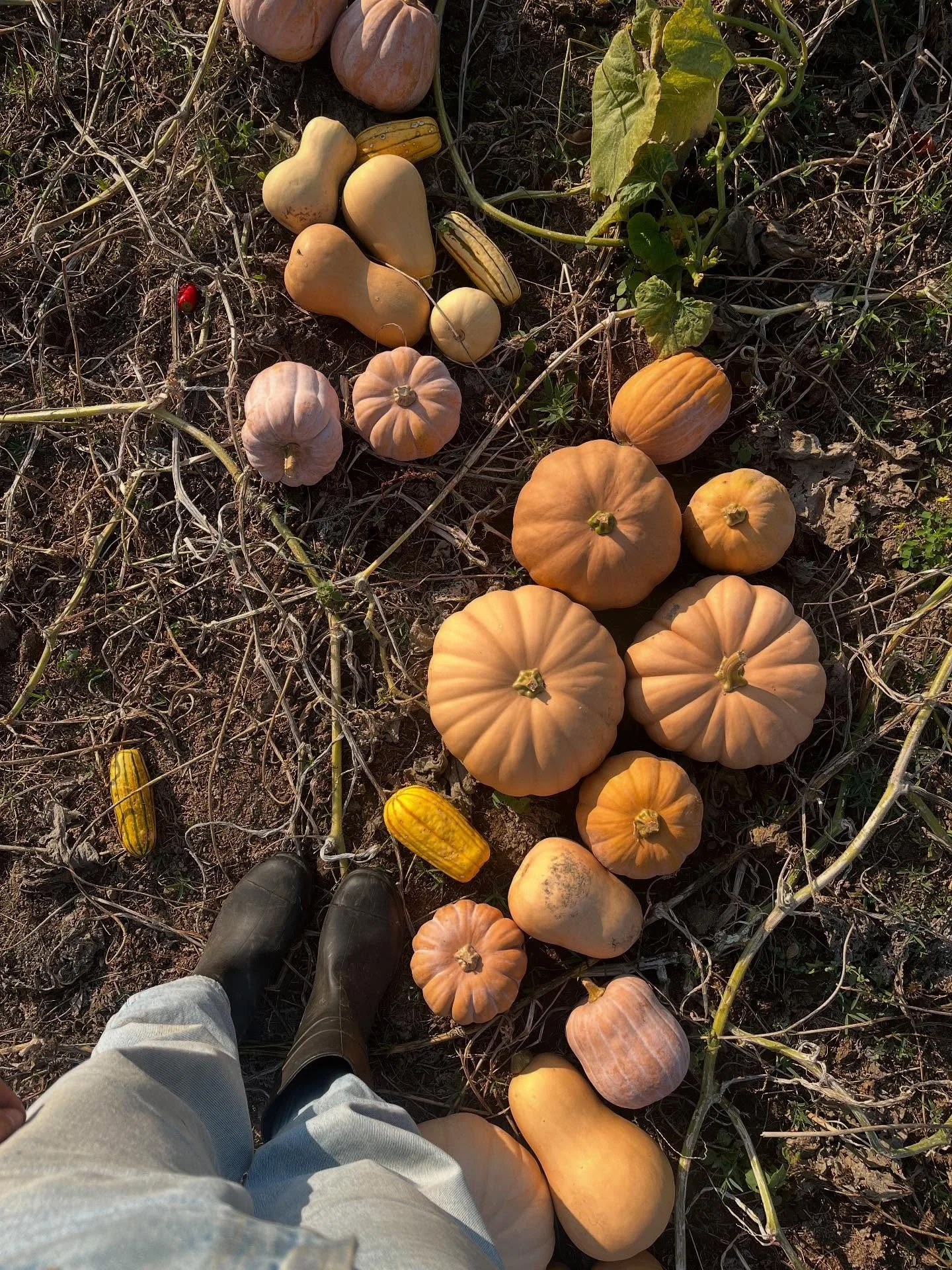 This month at the farm&hellip;. so much abundance and so much love. 💕 This time of year is always bittersweet. Fall equinox always leaves me thinking about the cycles of life and death. We&rsquo;re tired and the plants are tired, and it&rsquo;s a be