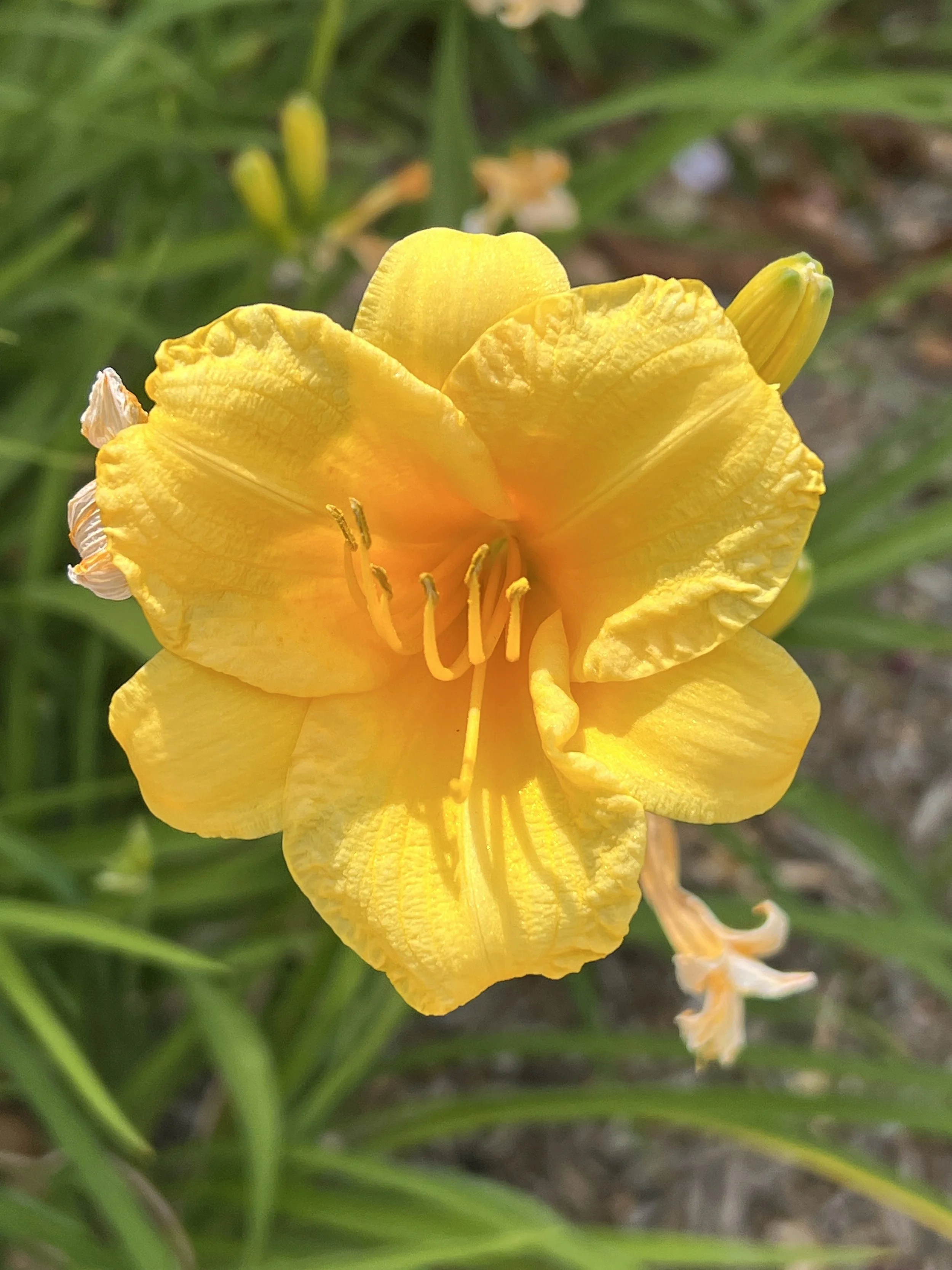 The Connection Between Stress and Digestion