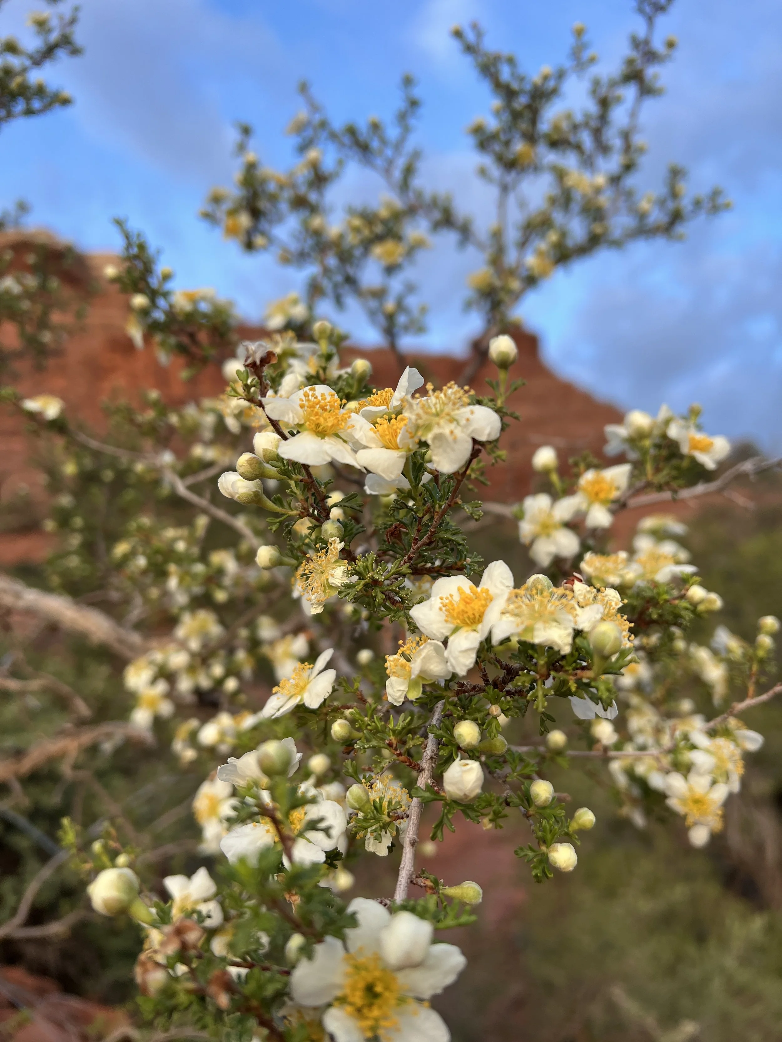 Close-up of white and yellow blooming desert shrubs with a red cliff and blue sky in the background.