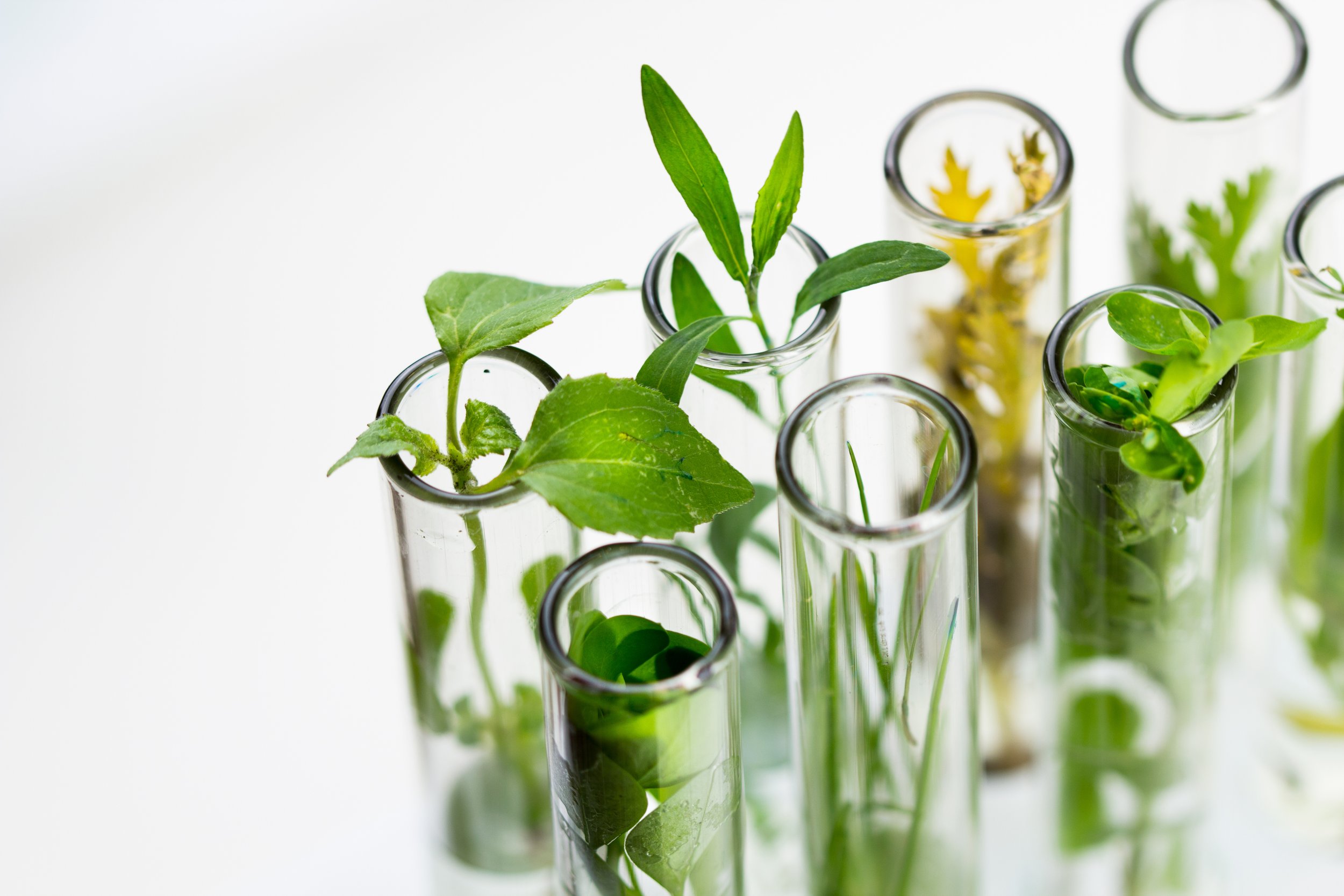Multiple test tubes with green plants and herbs in a laboratory setting.