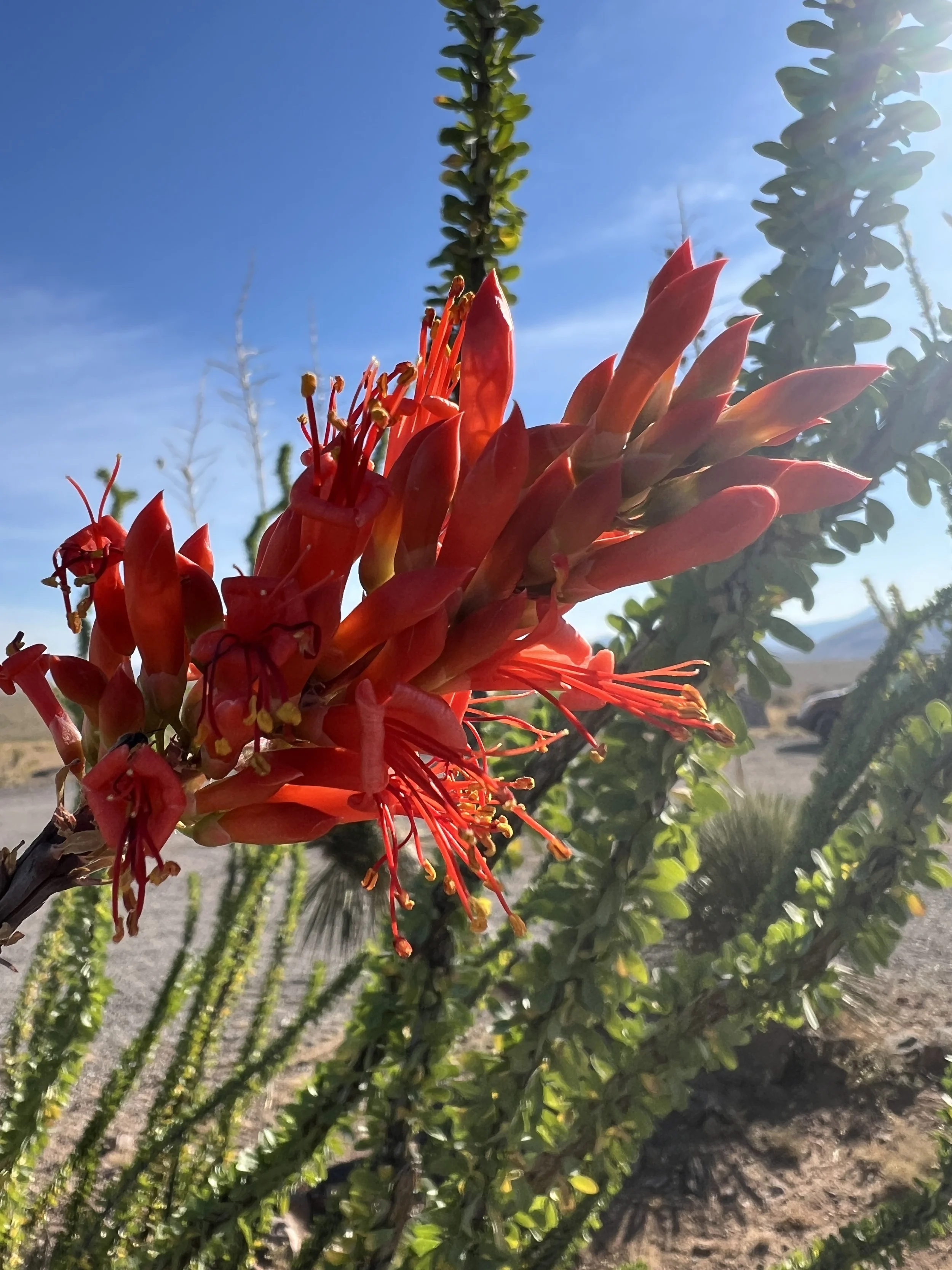 Close-up of a red desert plant flower with bright red petals and long stamens, in a desert landscape with blue sky and some greenery in the background.