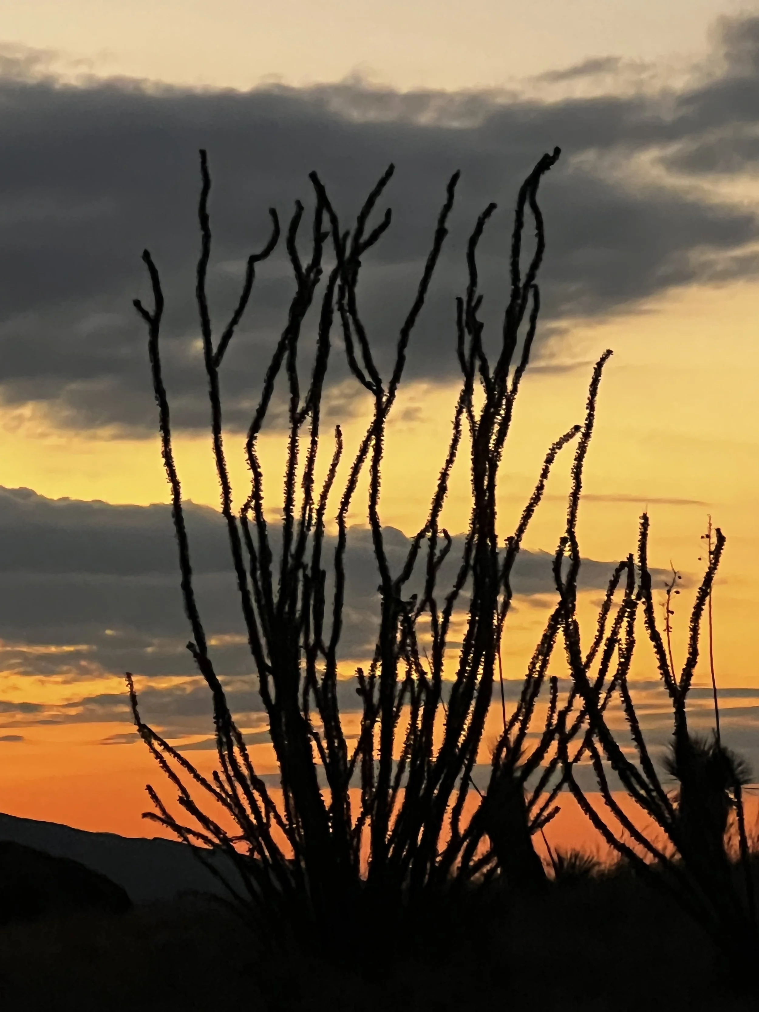 Silhouette of desert plants against a vibrant sunset sky with dark clouds.