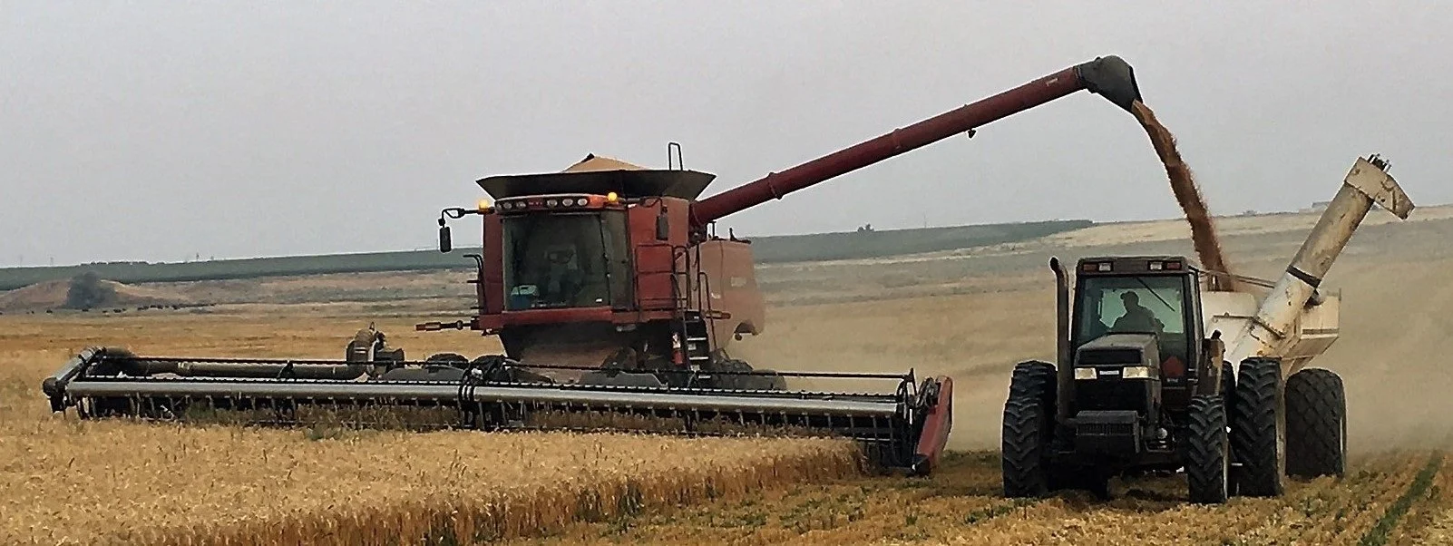 Cascade Organic Farms Organic Wheat Harvest - Photo 3.jpg