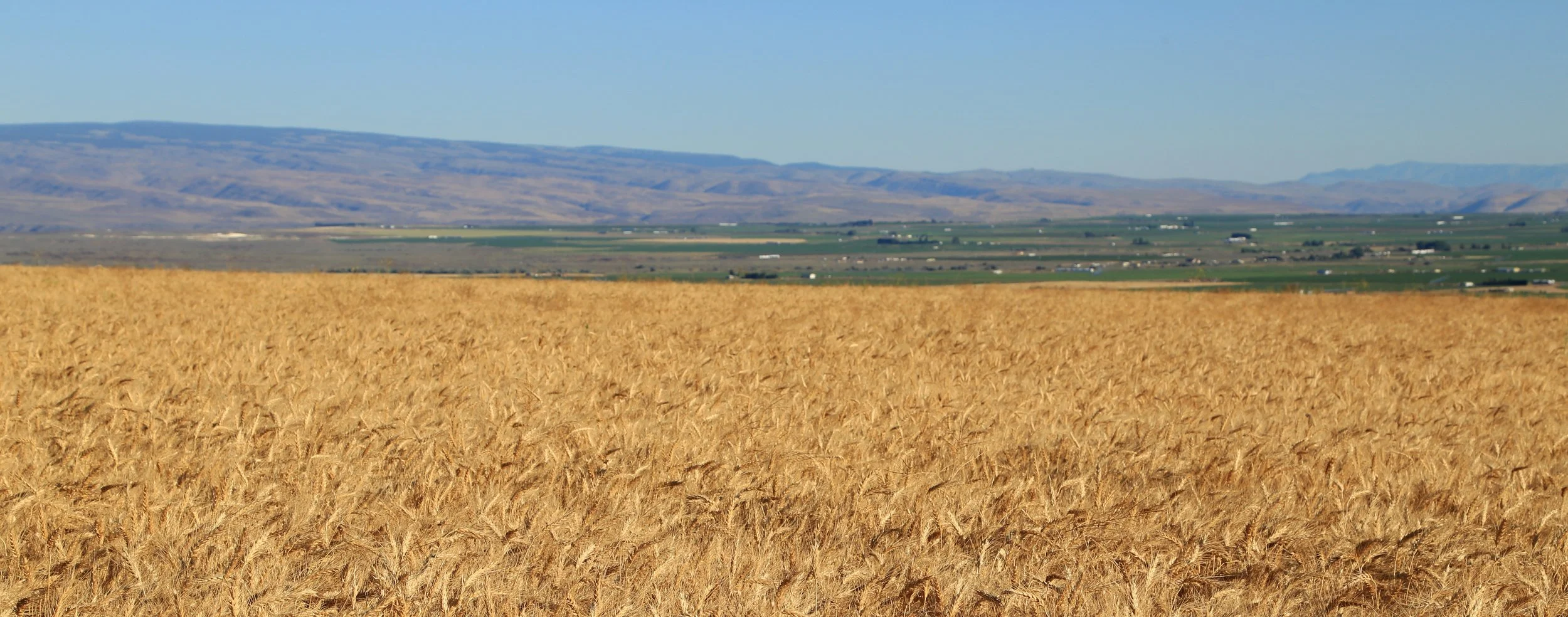 Cascade Organic Flour - Organic Wheat Field Photo (39).jpg