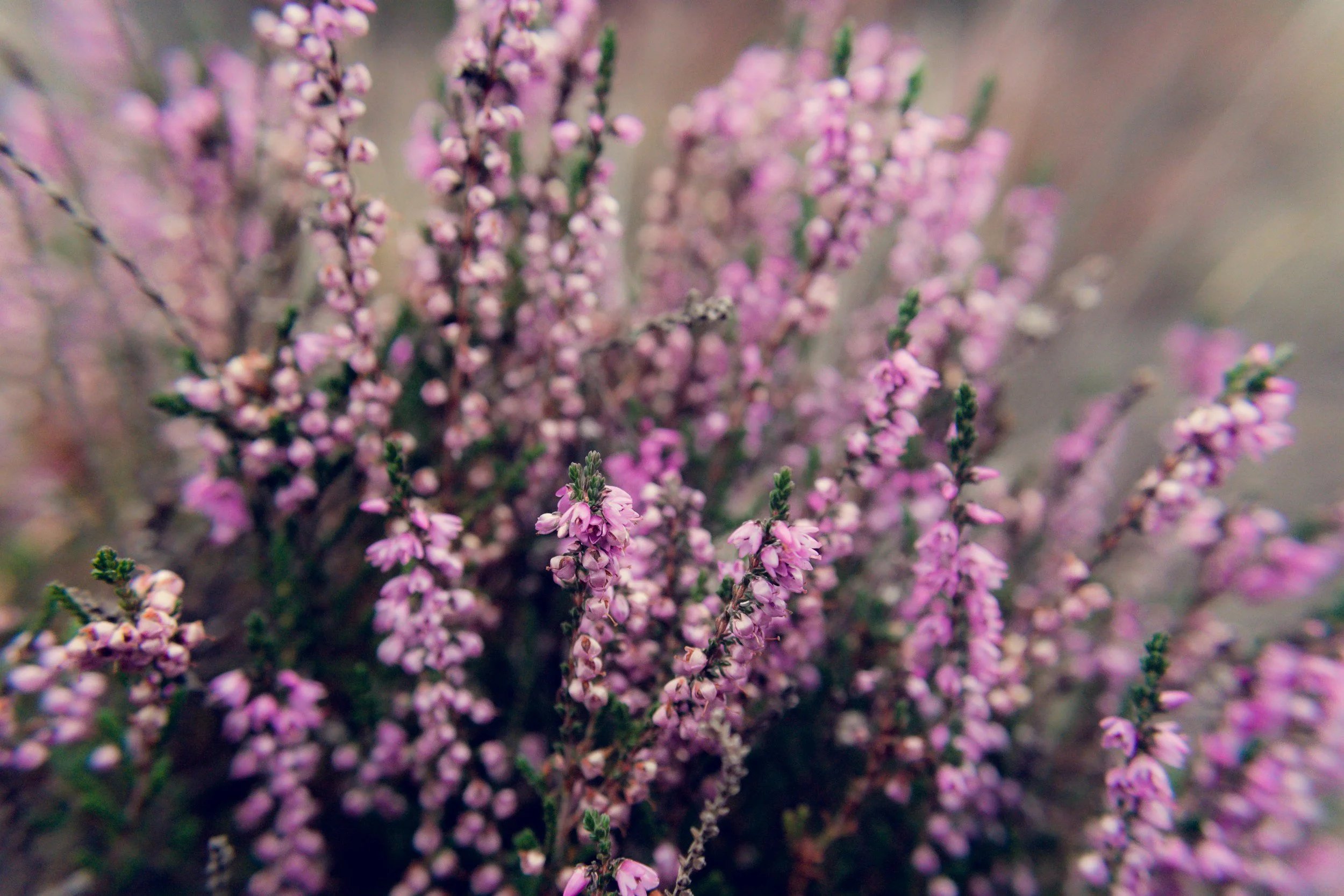 Ura - Heather