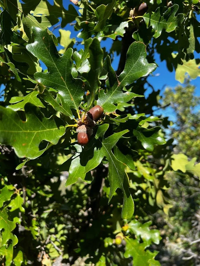 Duir - Oak