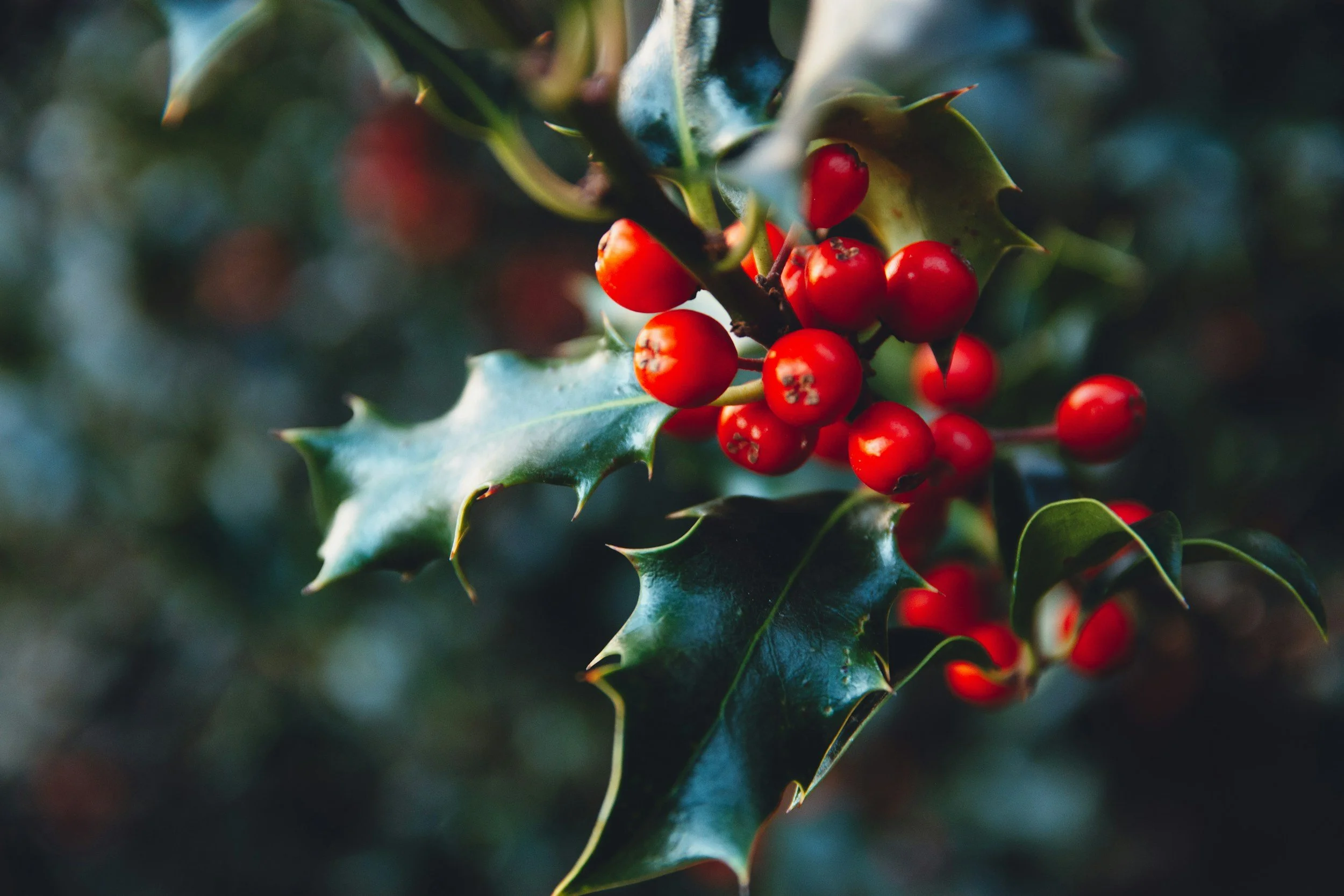 Tinne- Holly