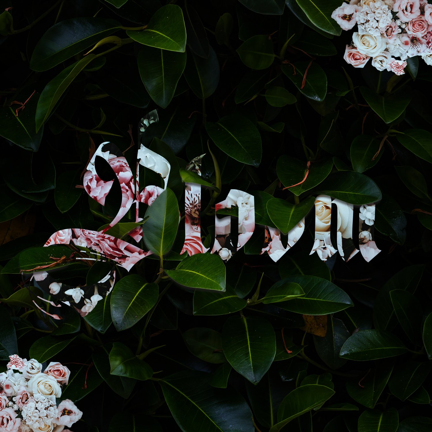 Bloom.jpg