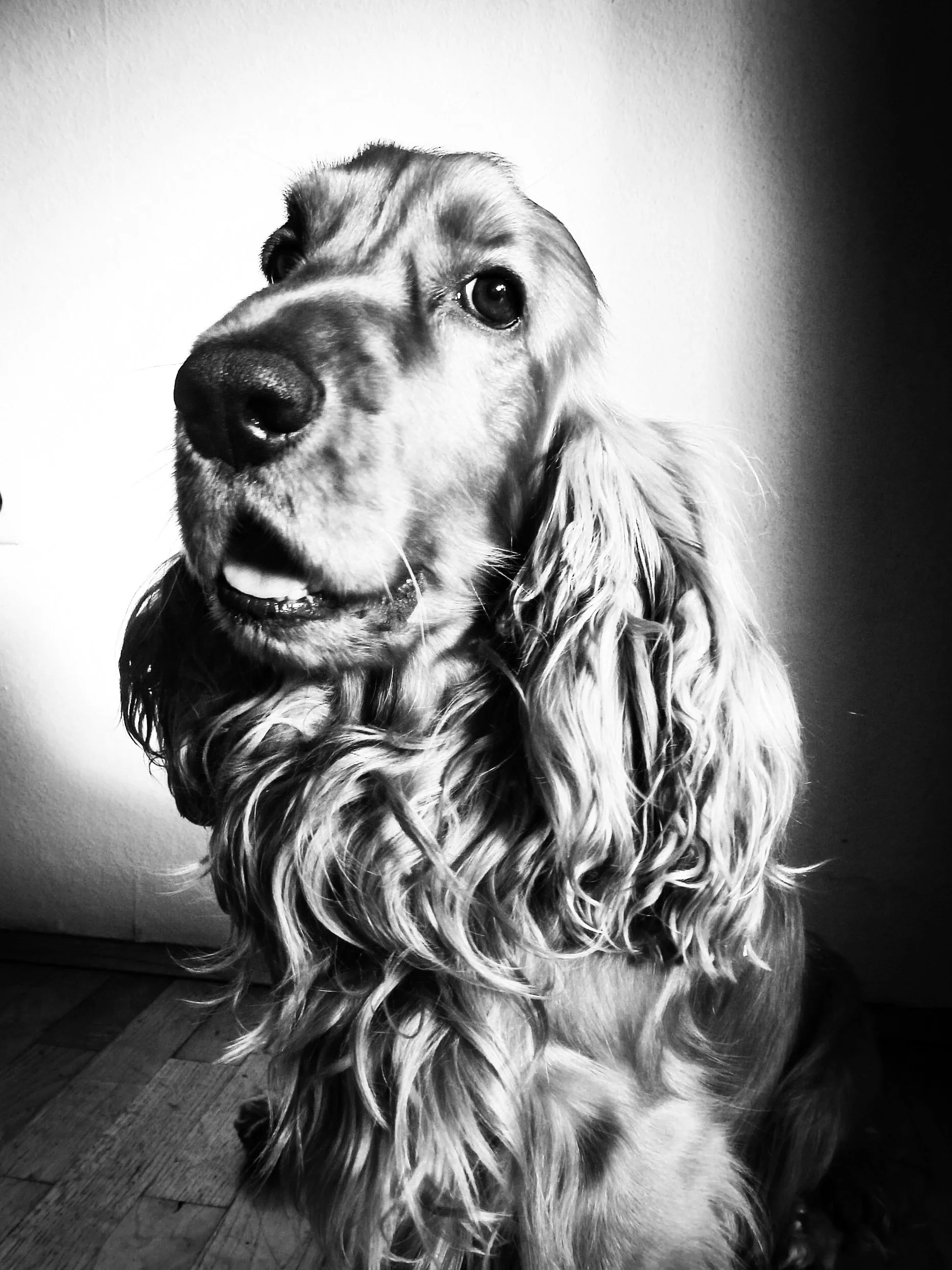 Schwarz-Weiß-Foto eines Cocker Spaniels mit längen, lockigem Fell und großen, ausdrucksvollen Augen.