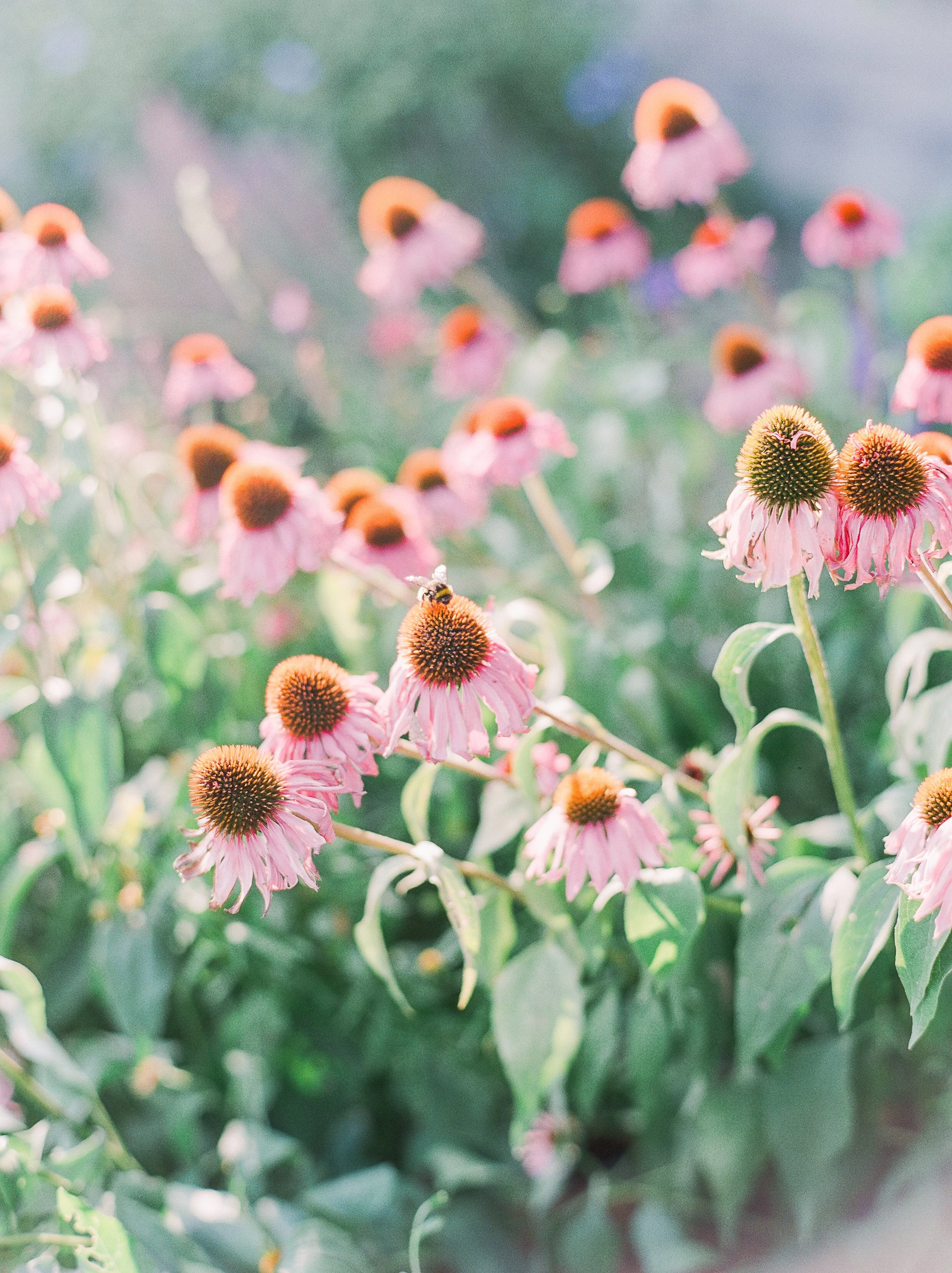 The Sovereign Table - May 1st 2026