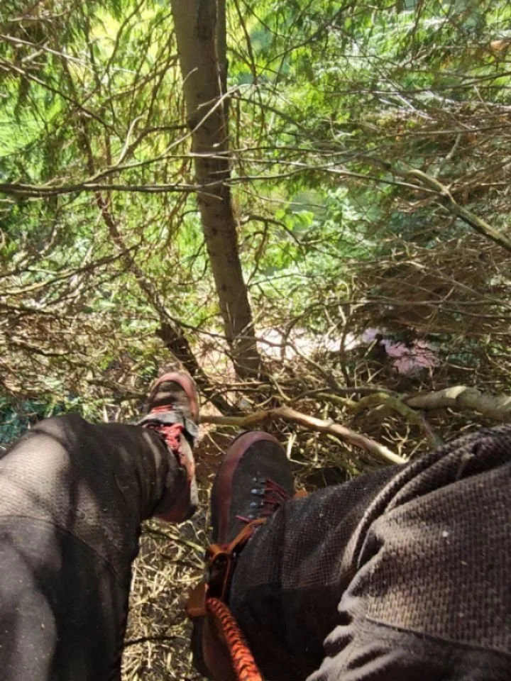 A one-handed and one-footed traverse mid way through reducing a group of large Cypress trees.

#darachtreecare #treework #treesurgery #treefelling #treeremoval #treeclimbing #aberdeen #aberdeenshire