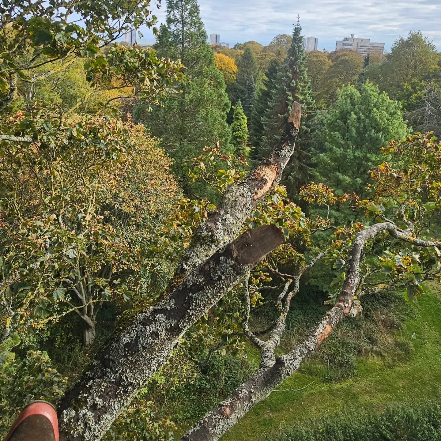 Another day in the Botanics clearing storm damage.

#darachtreecare #treesurgery #treesurgeon #treepreservation #aberdeen #aberdeenshire #stormamy
