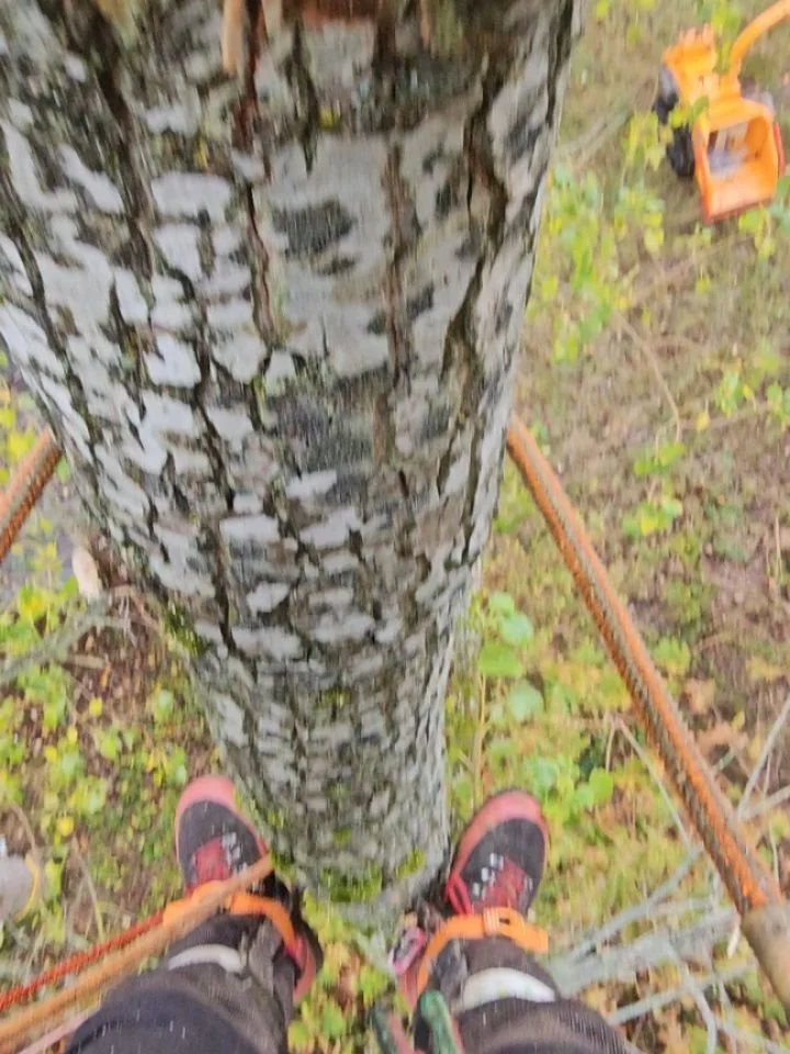 Worth a shot.

#darachtreecare #treesurgery #treework #treefelling #treeremoval #aberdeen #aberdeenshire