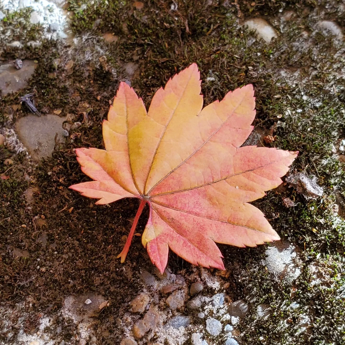 .
You and I have spoken all these words,
but as for the way we have to go,
words are no preparation.

There is no getting ready, other than grace&hellip;.

Inside each of us, there&rsquo;s continual autumn.

Our leaves fall and are blown out over the