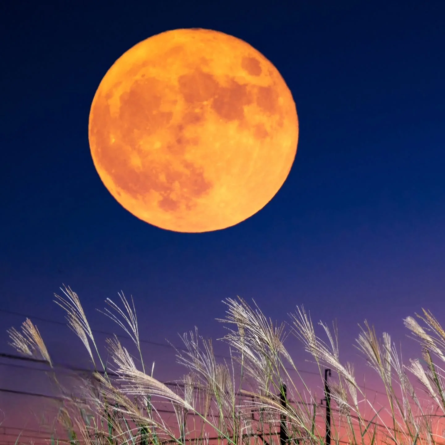Today's &quot;harvest moon&quot; is the full moon closest to the autumnal equinox and is named for its historical significance to farmers. 

Before artificial light, this moon's bright light, which rises around the same time as sunset for several nig