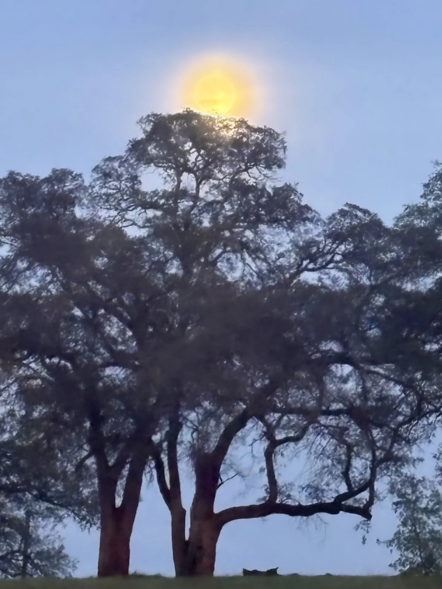 Moonrise.
Good omens.
Big love.